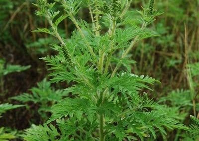 unicarback - udzba zelene - invazna rastlina Ambrosia artemisifolia