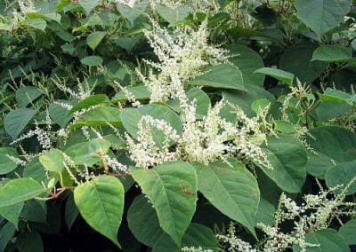 unicarback - udzba zelene - invazna rastlina Pohánkovec japonský