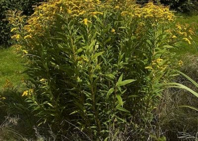 unicarback - udzba zelene - invazna rastlina - zlatobyl obrovská